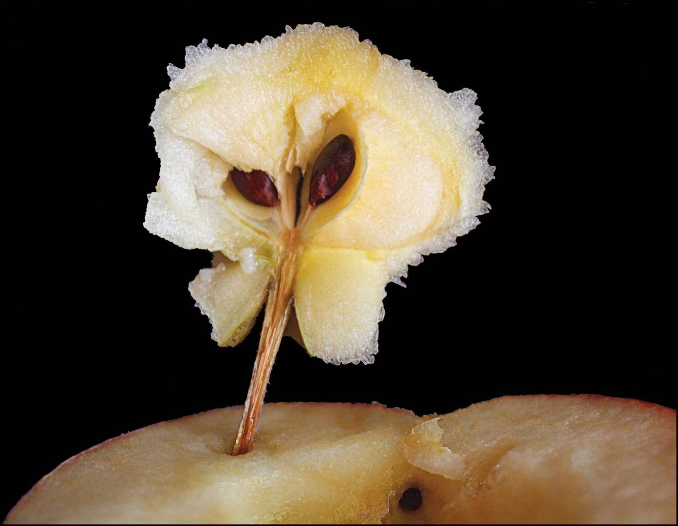 Ha, le regard d'un trognon de pomme le soir dans la cuisine..!