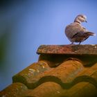 "Haa .... nix Spatz, ich hab die TAUBE auf'm Dach" (Türkentaube um genau zu sein)