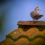 "Haa .... nix Spatz, ich hab die TAUBE auf'm Dach" (Türkentaube um genau zu sein)