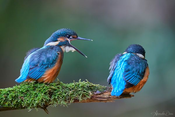 Haaalllooo....aufwachen