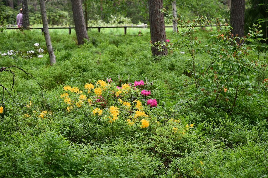 Haaga, rhododendron park