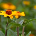 Haage-Zinnie (Zinnia haageana)...