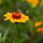 Haage-Zinnie (Zinnia haageana)