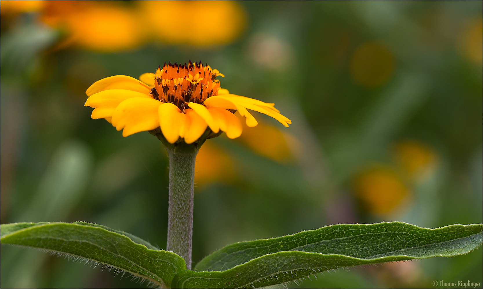 Haage-Zinnie (Zinnia haageana)