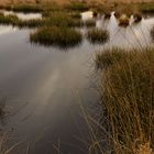 Haaksberger Veen (NL)