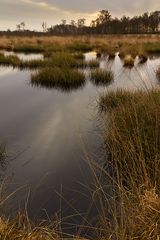 Haaksberger Veen (NL)