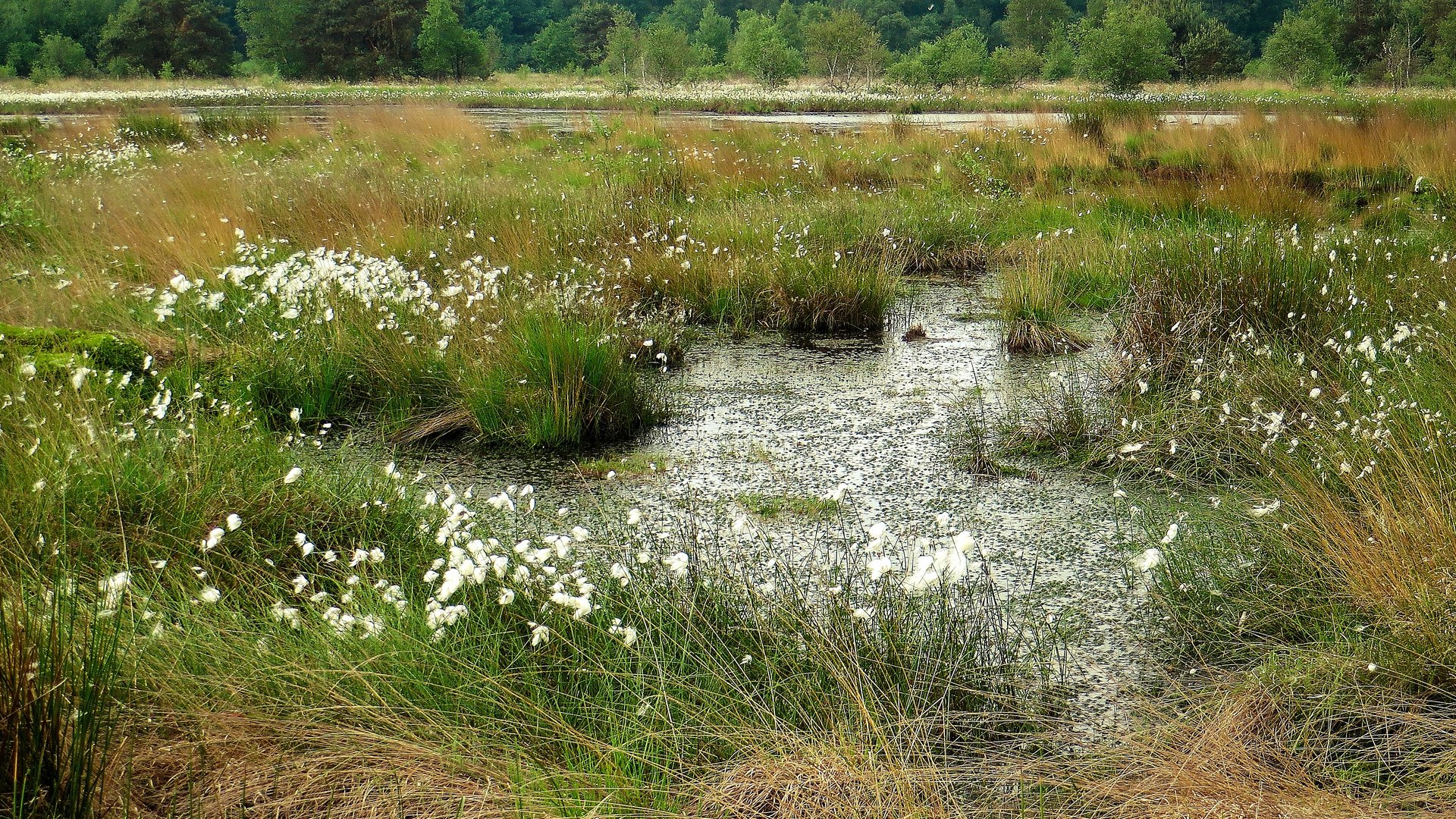 Haaksbergerveen