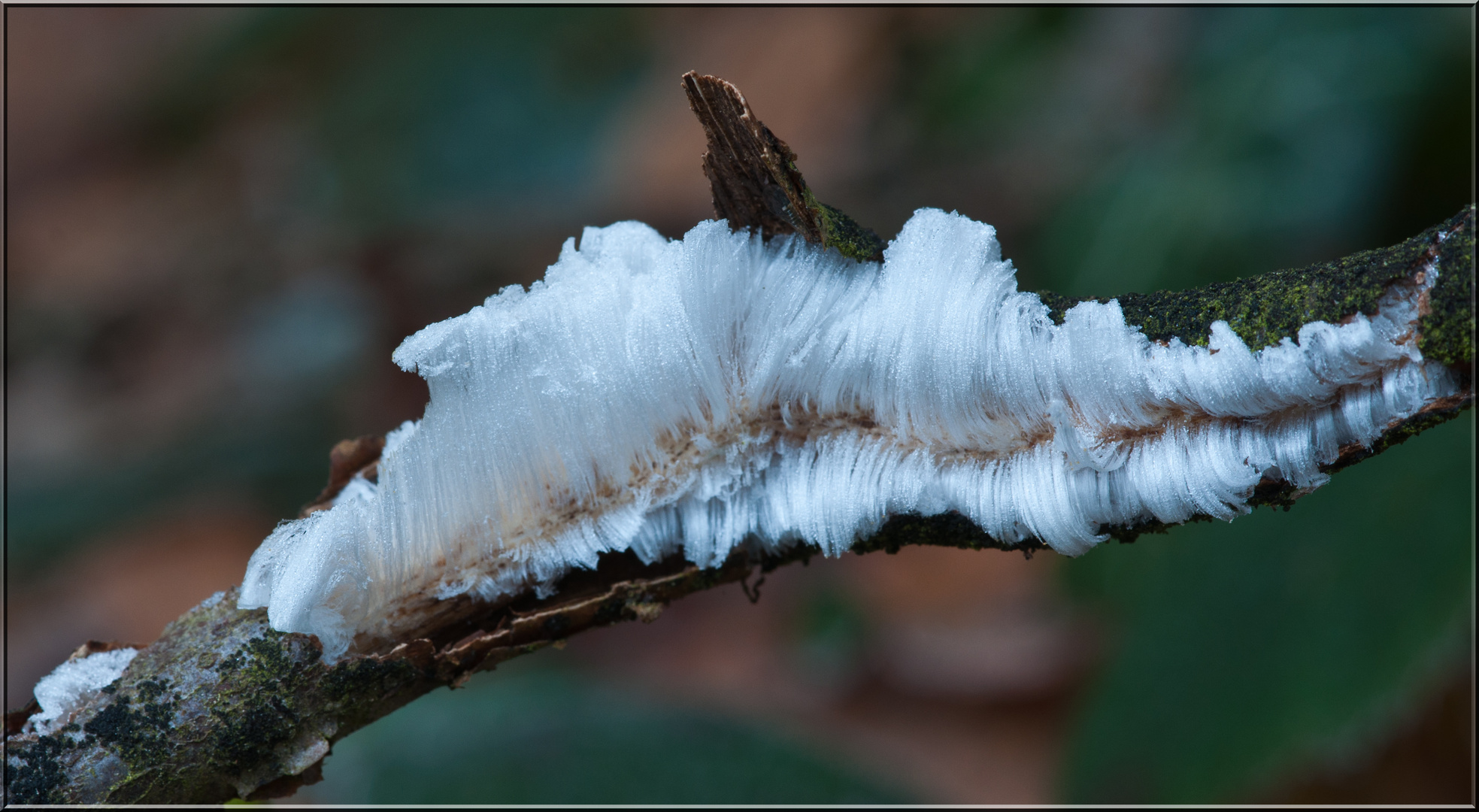 Haar-Eis-Pilz