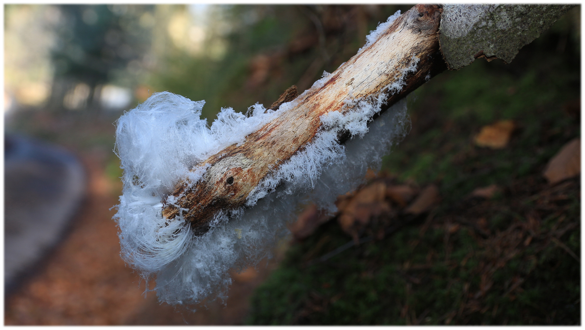 Haar-Eiskristalle