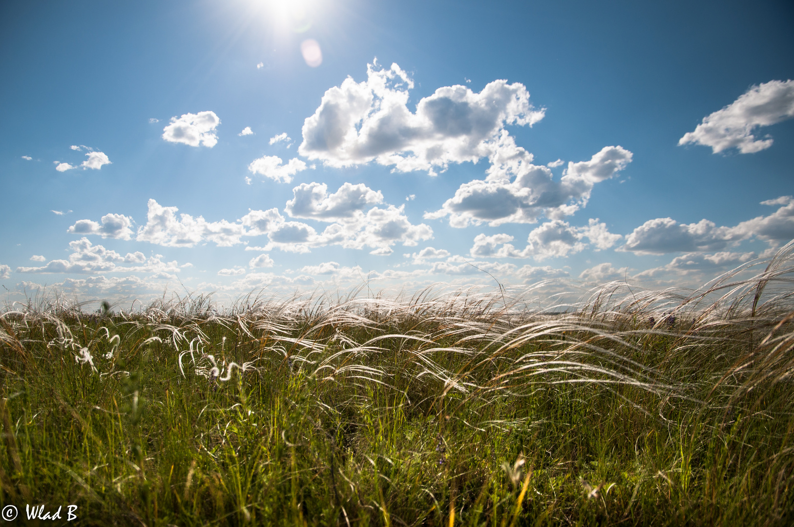 Haar Gras