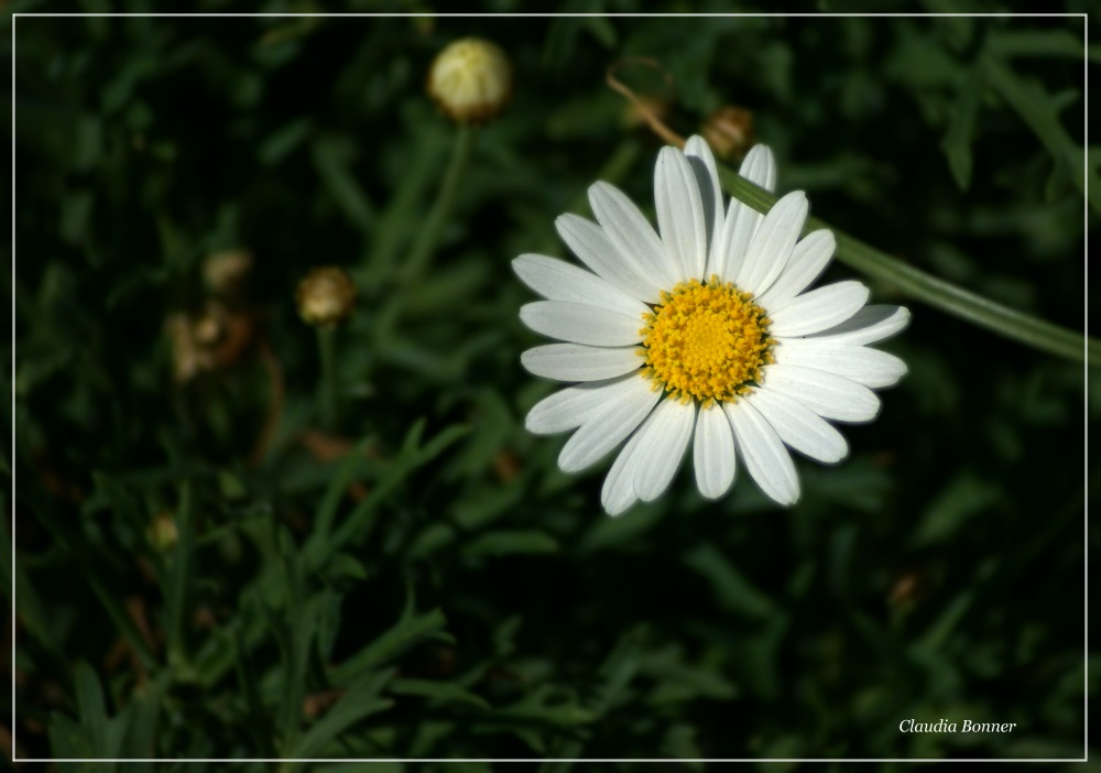 Haar im Gesicht / Grashalm in der Blüte