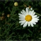 Haar im Gesicht / Grashalm in der Blüte