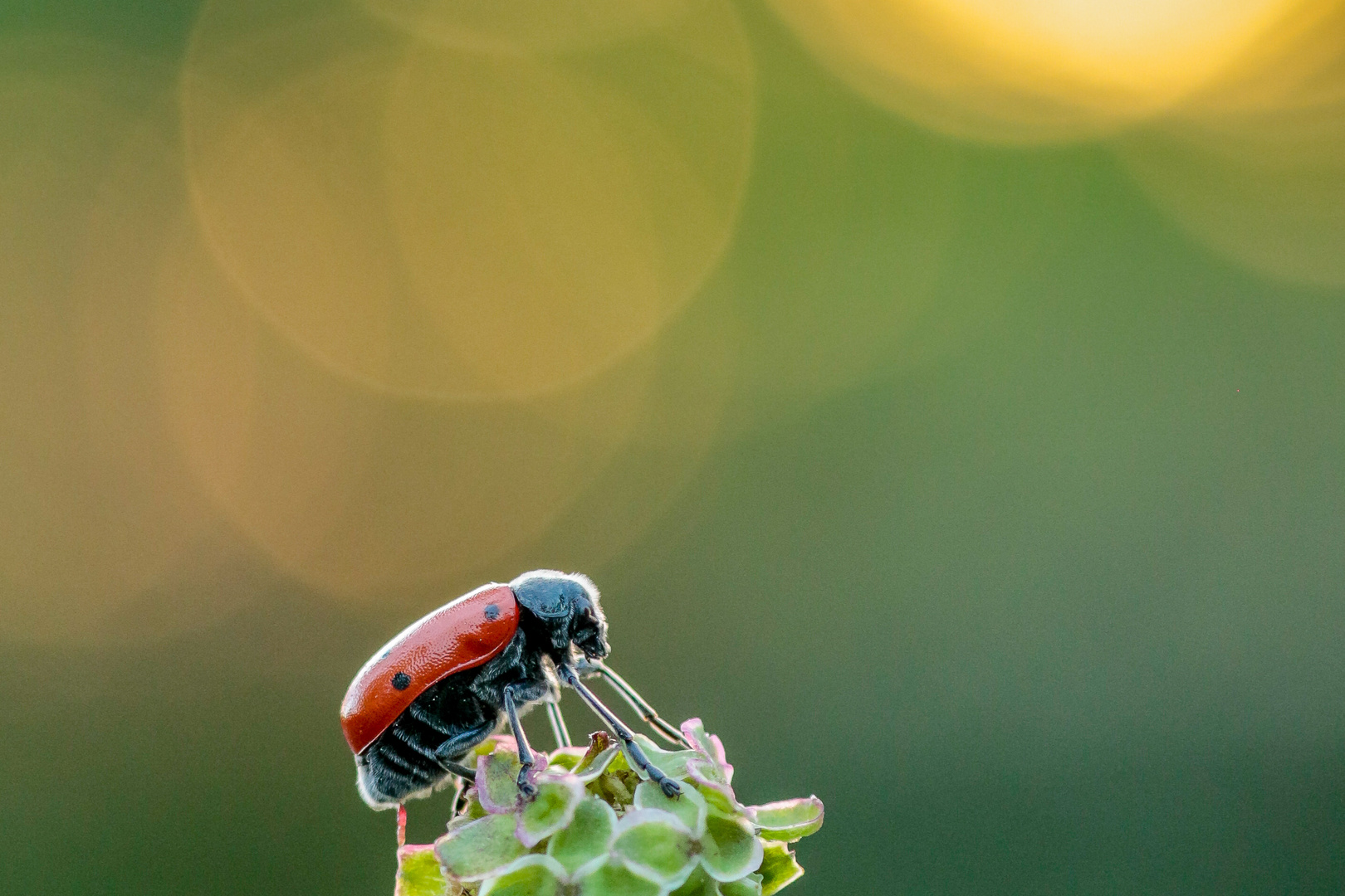 Haar-Langbeinkäfer (Lachnaia sexpunctata) im Sonnenuntergang