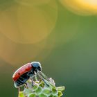 Haar-Langbeinkäfer (Lachnaia sexpunctata) im Sonnenuntergang