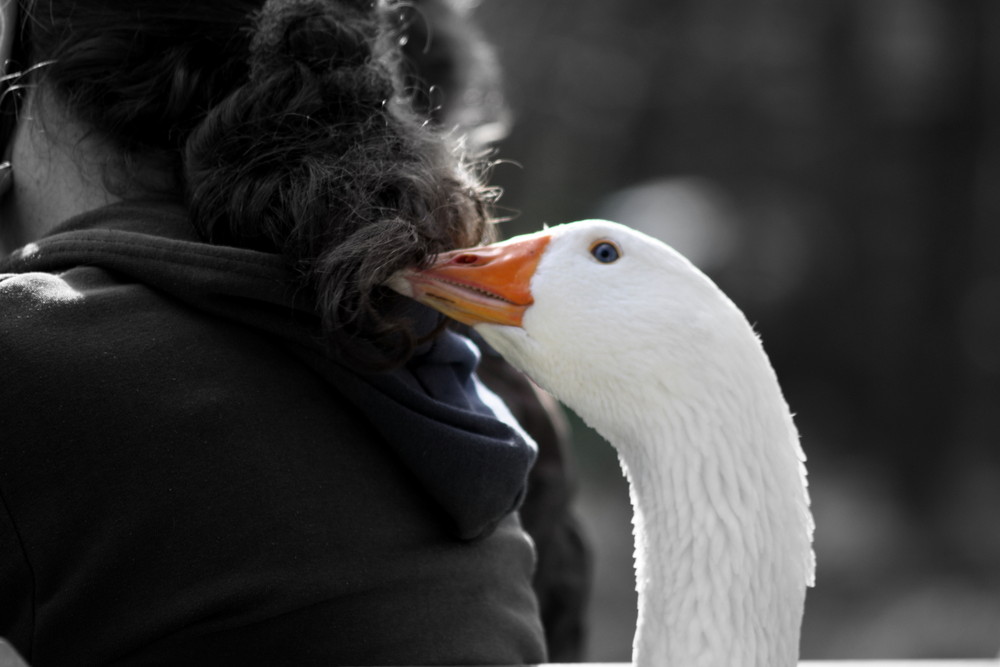 Haar-Snack