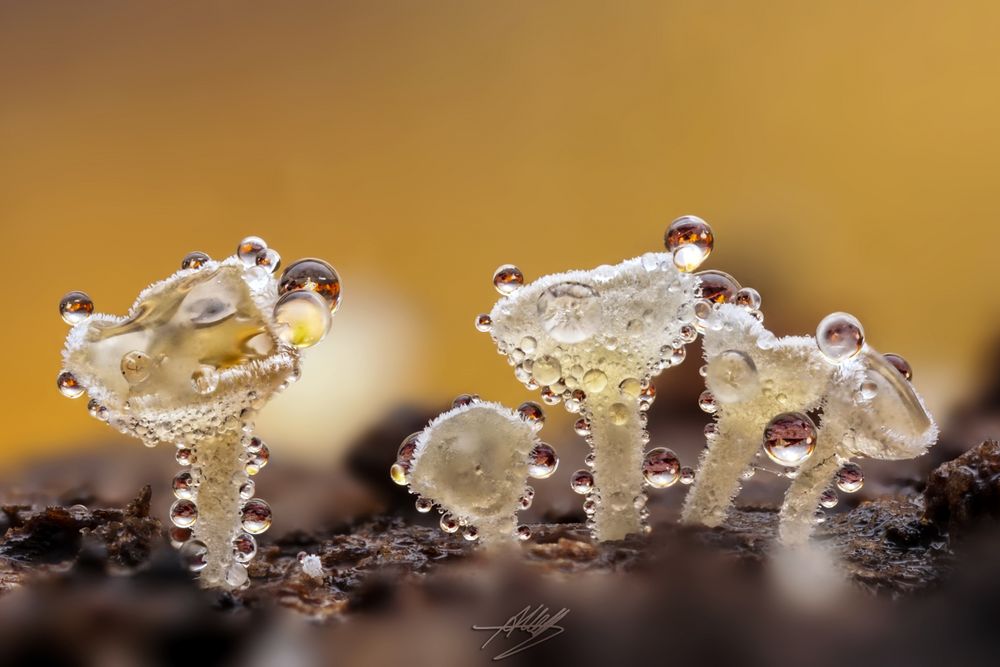 Haarbecherchen (Lachnum sp.)