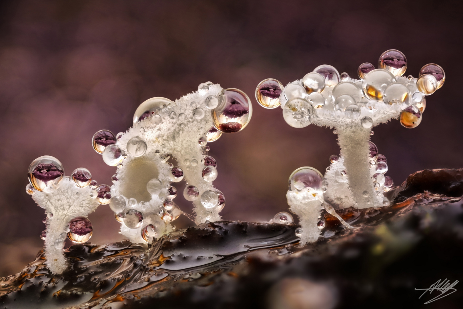 Haarbecherchen (Lachnum sp.)