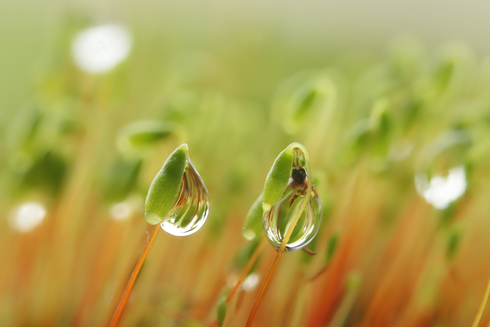 Haarblättriges Birnmoos (Bryum capillare)