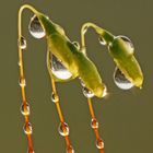 Haarblättriges Birnmoos (Bryum capillare) II