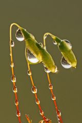 Haarblättriges Birnmoos (Bryum capillare) II