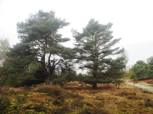 Haard  bei trüben Wetter