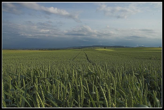 Haardtrand Richtung Süden