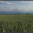 Haardtrand Richtung Süden