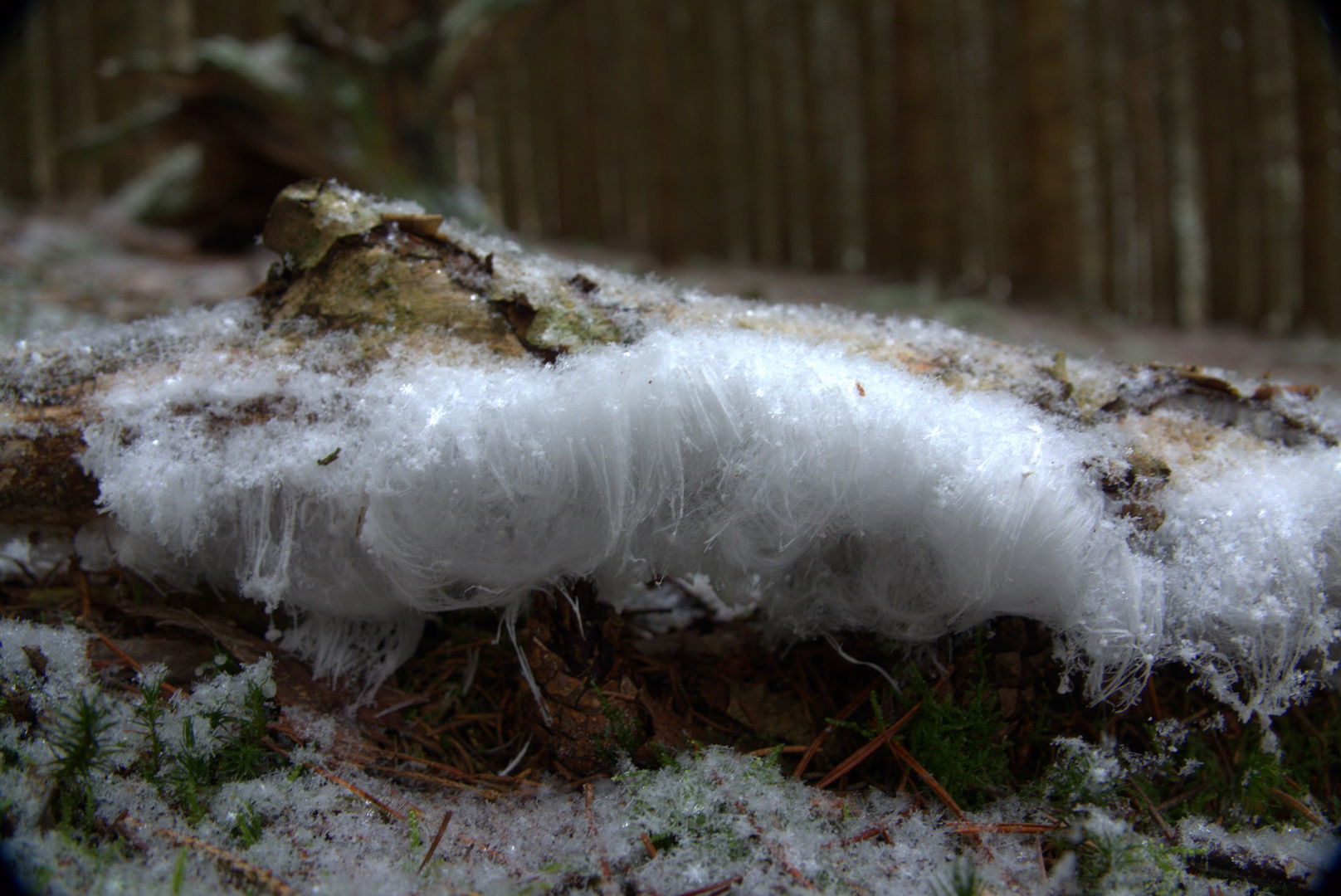 Haareis Foto & Bild jahreszeiten, winter, wetter Bilder auf