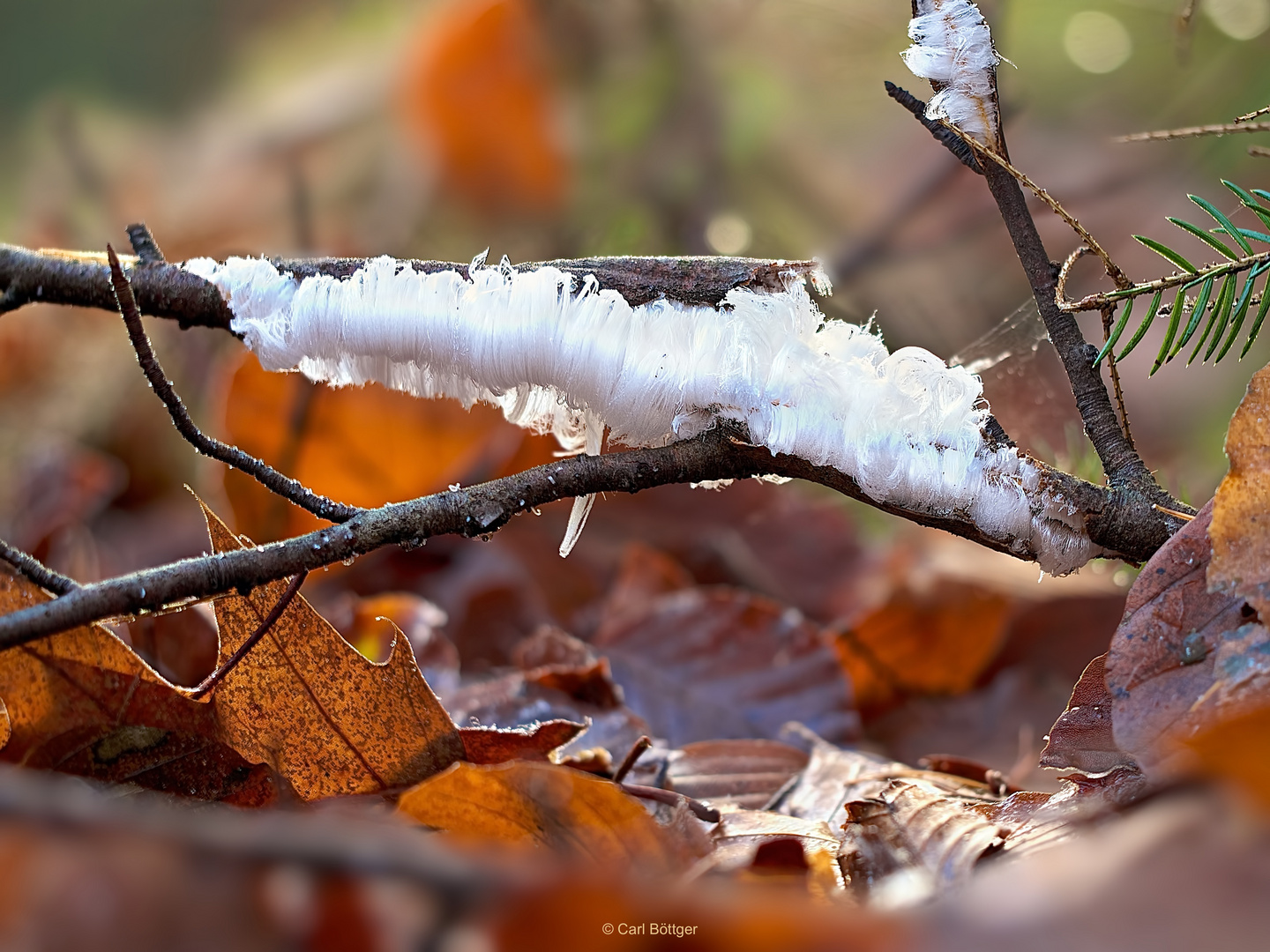 Haareis (auch Eiswolle), das erste im Winterhalbjahr 2013/14