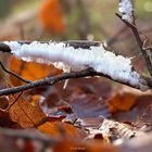 Haareis (auch Eiswolle), das erste im Winterhalbjahr 2013/14