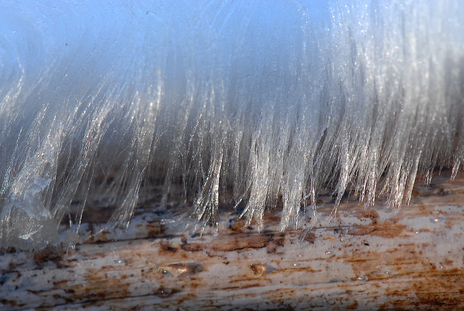 Haareis aus den Holzporen gewachsen