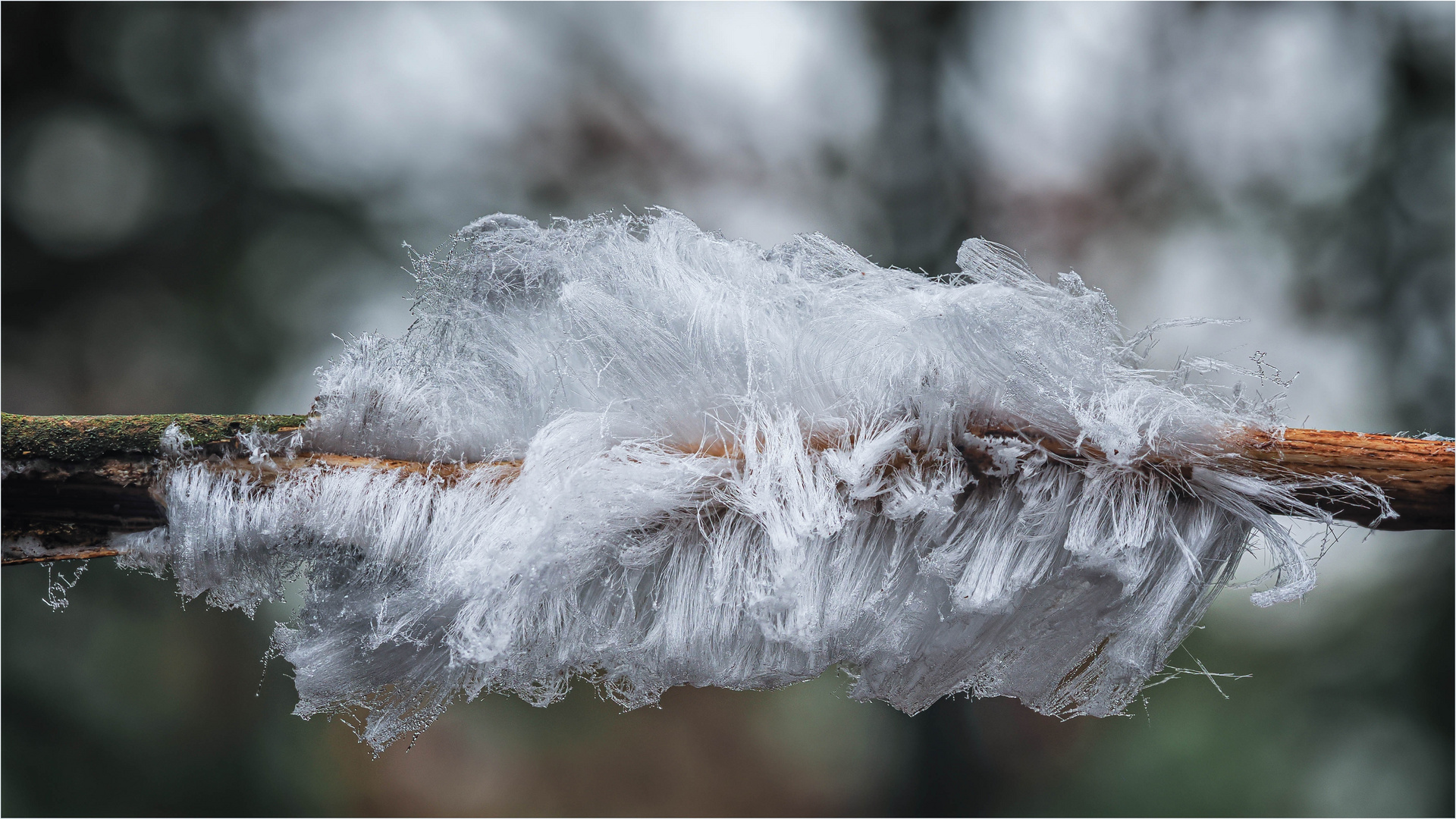 Haareis Eishaar Foto & Bild landschaft, jahreszeiten, winter Bilder