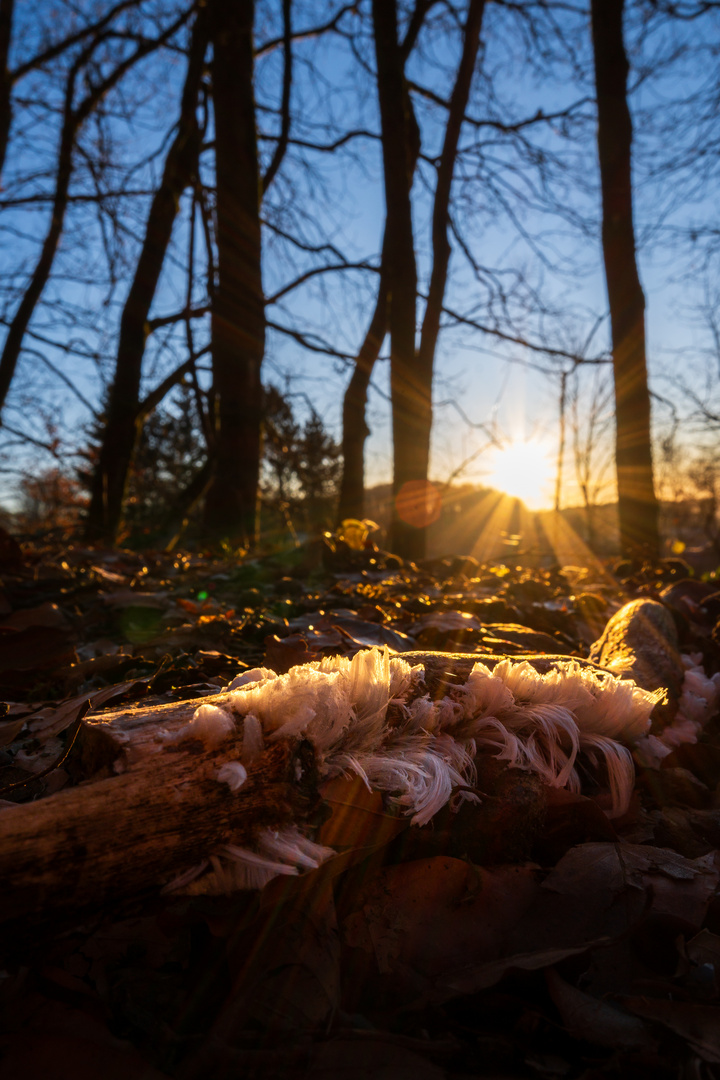 Haareis im Sonnenaufgang 