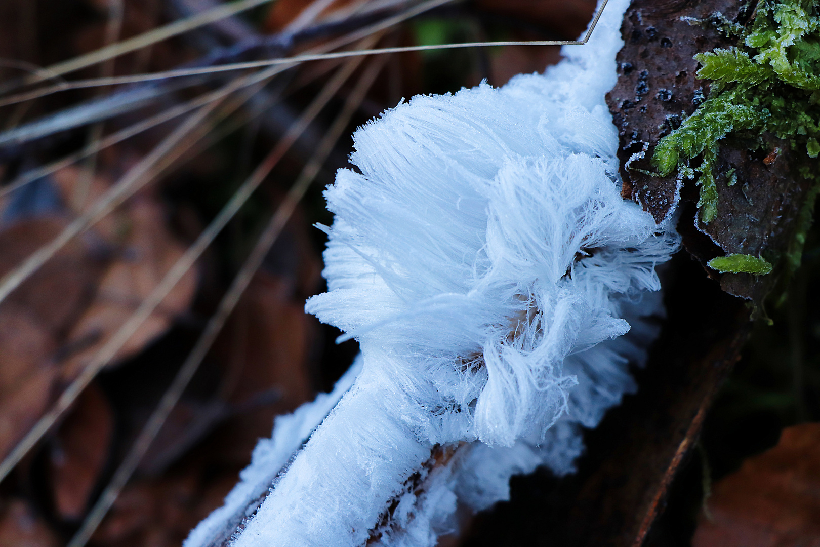 Haareis oder auch Eiswolle