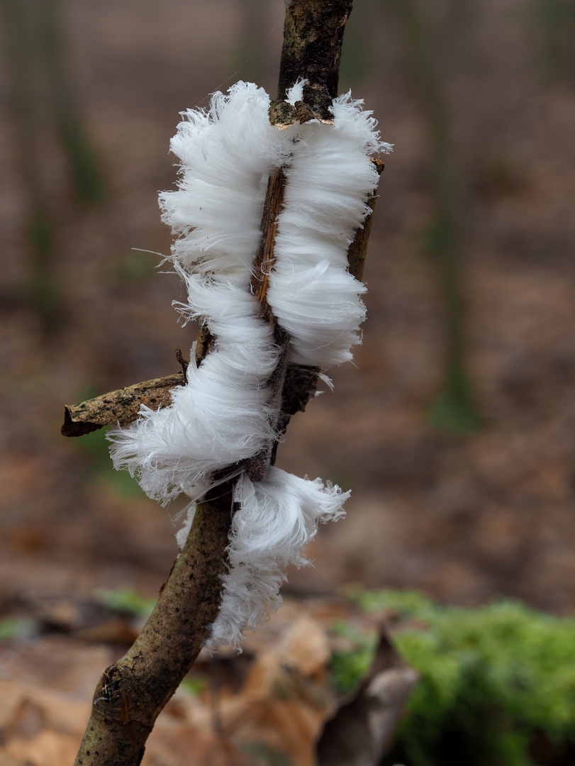 Haareis oder Eiswolle. Ein seltenes biophysikalisches Phänomen im Winter