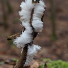 Haareis oder Eiswolle. Ein seltenes biophysikalisches Phänomen im Winter