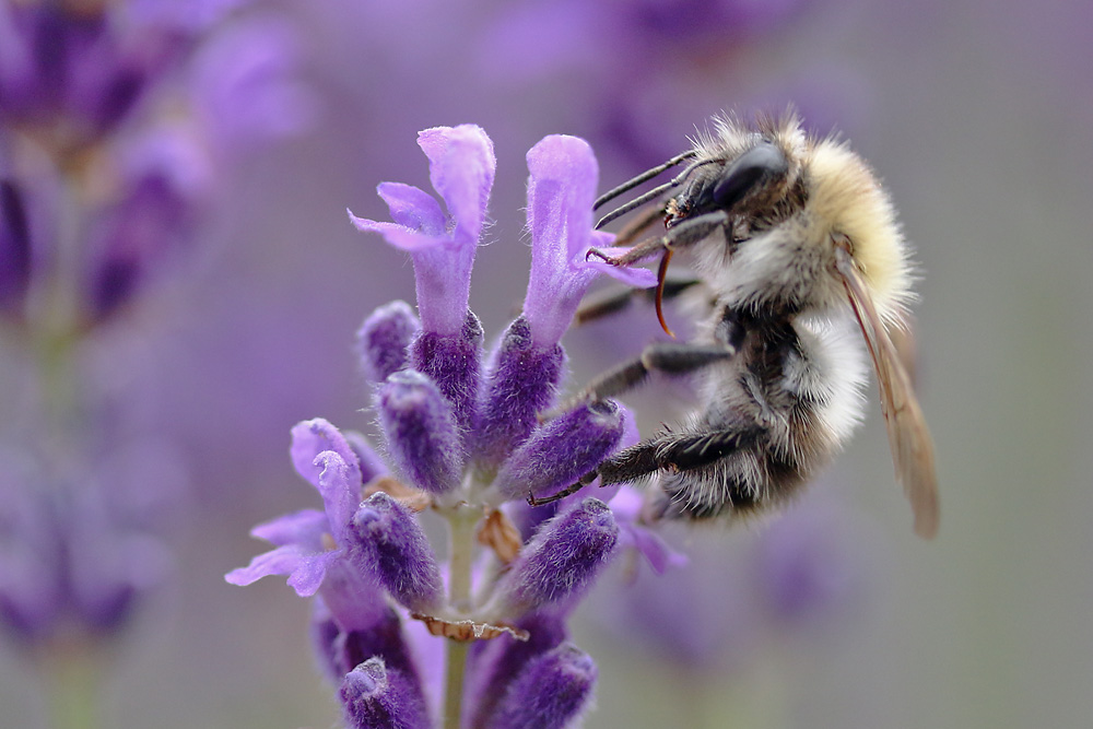 haarig am Lavendel