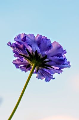 Haarig ist es unter dem Plissee..