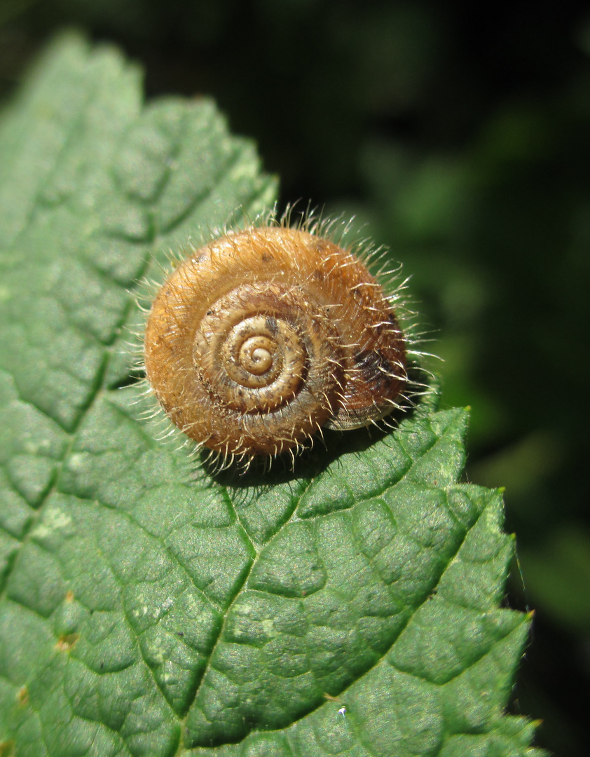 Haarig-schön, Riemenschnecke (Helicodonta obvoluta)