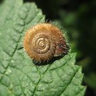 Haarig-schön, Riemenschnecke (Helicodonta obvoluta)