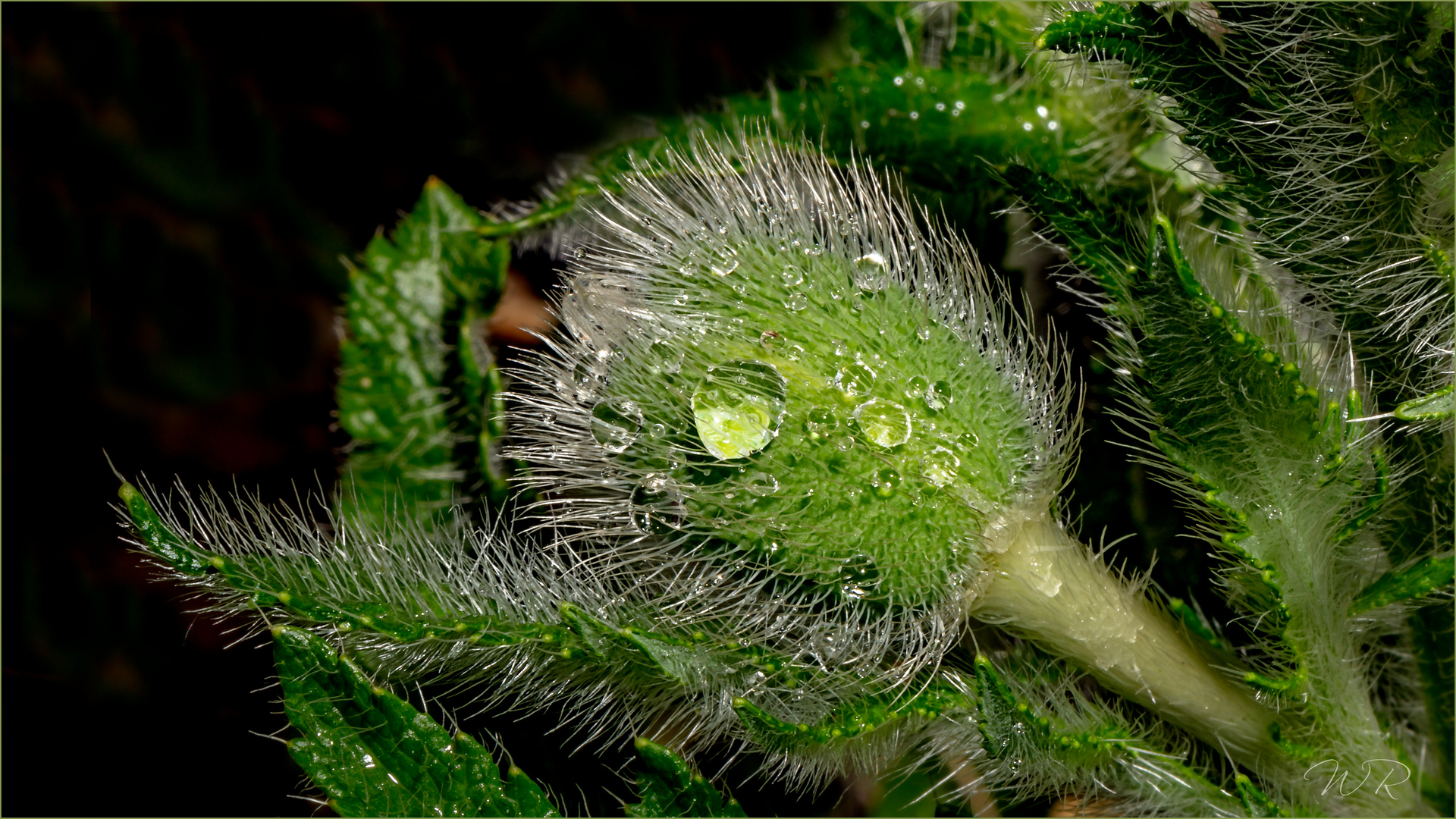 Haarig sind die ersten zaghaften Knospen vom Mohn