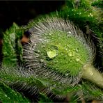 Haarig sind die ersten zaghaften Knospen vom Mohn