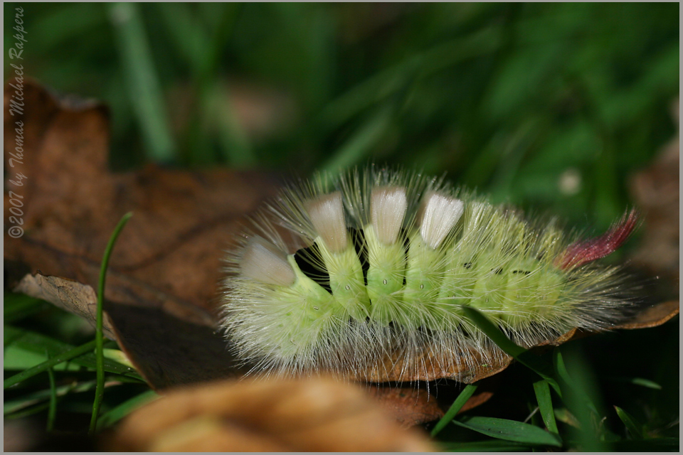 Haarige Bilder Haarige Bilder