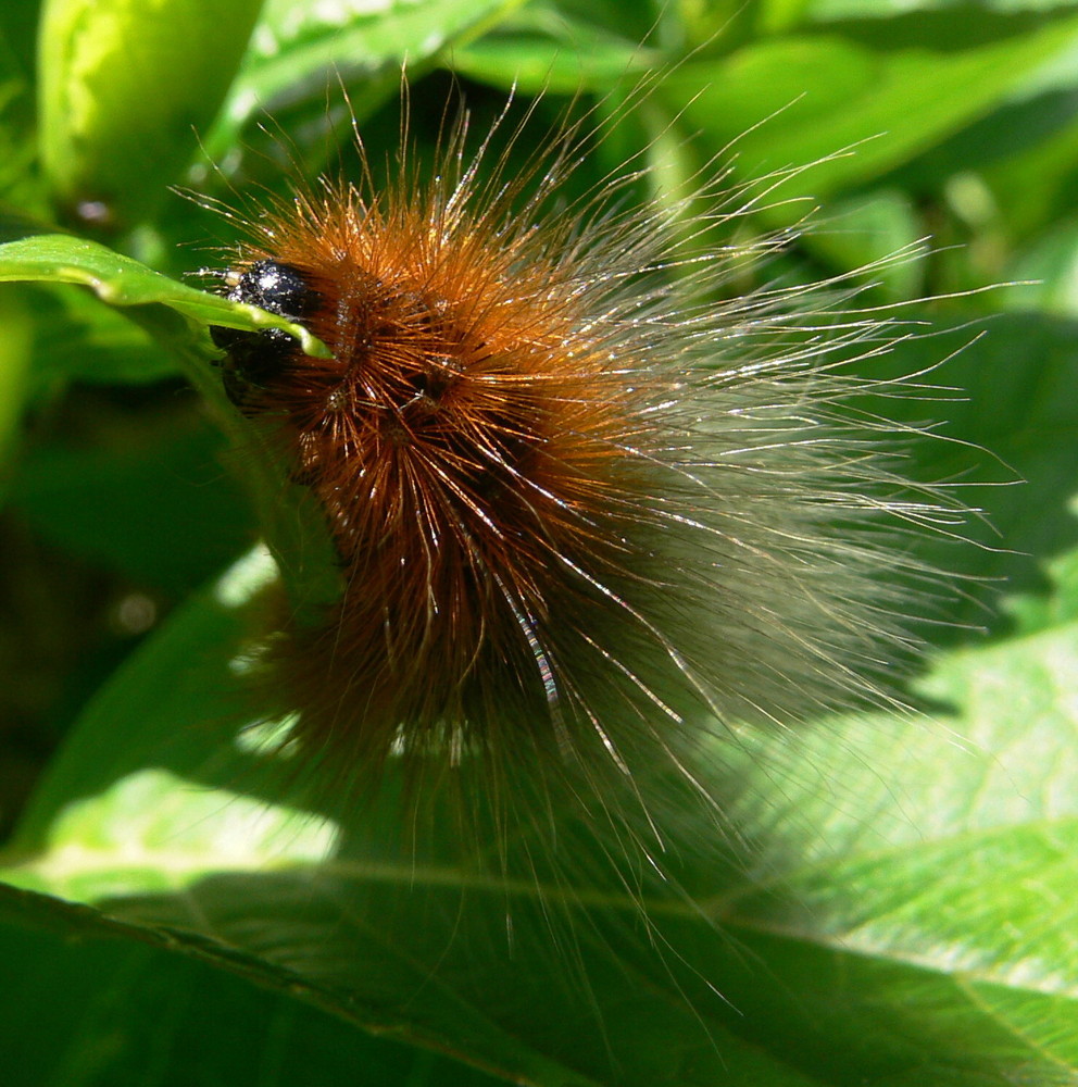 Haarige Angelegenheit (Raupe)