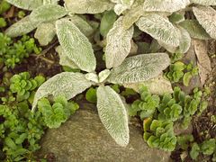 haarige Angelegenheit (Wollziest - Eselsohr - Stachys byzantina)