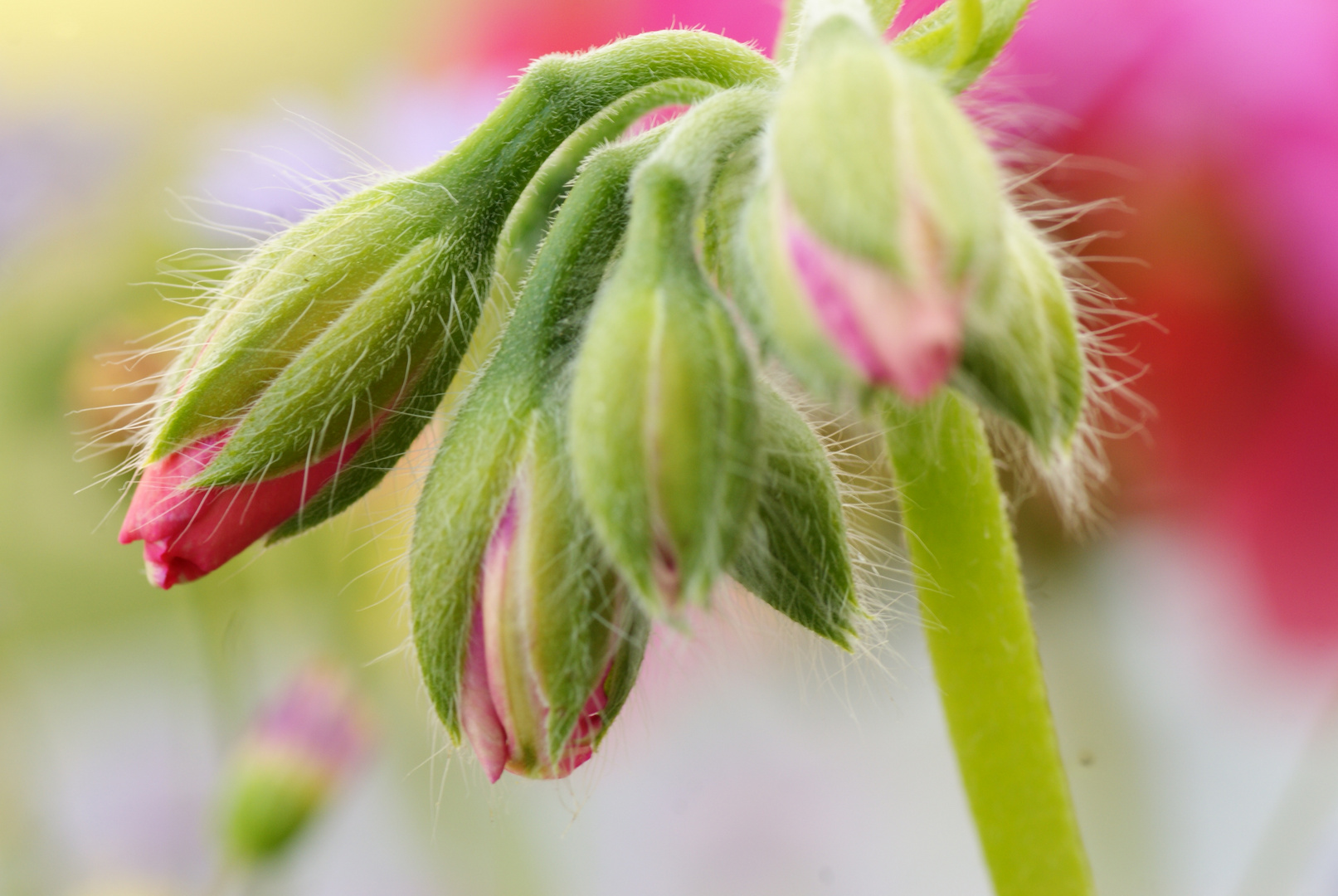 Haaríge Blüte