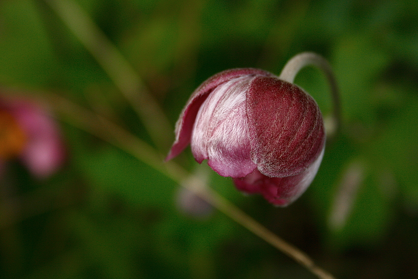 Haarige Blüte