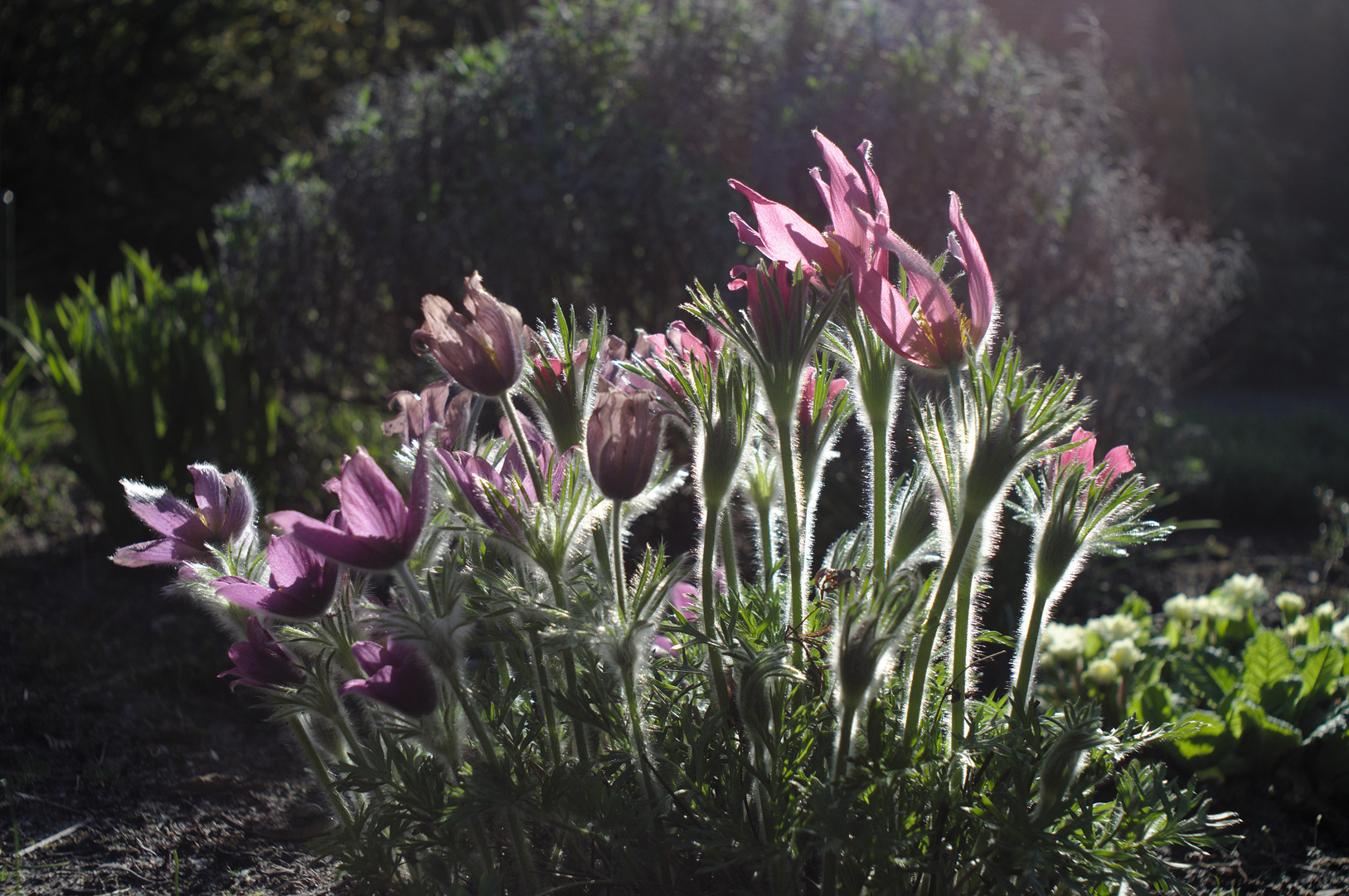 Haarige Blumen im Gegenlicht