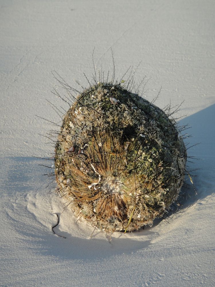 haarige Kokosnuss - hairraising coconut