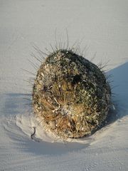 haarige Kokosnuss - hairraising coconut